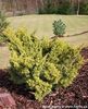 juniperus plumosa aurea