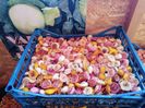 IMG-20240123-WA0018