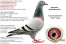 delruebe08-3003071_nestsister_iniesta