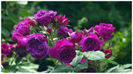 Purple Lodge (tufa) 60