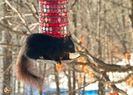 Black Canadian ecureuil - Veverita canadiana neagra  - Black Squirrel 58