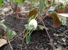 11.02.2024 Galanthus nivalis Flore Pleno