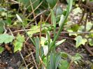 Galanthus nivalis