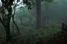 The woods are lovely, dark and deep. But I have promises to keep,