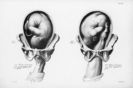 There is no organ like it. The vagina is truly "the stuff of life."
