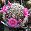 mammillaria zeilmanniana