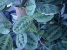 MARANTA