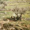 Palestine 1979