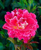 Pink Lady Rufless (tufa)