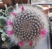 Mammillaria hahniana var