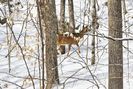CHEVREUIL-DEER 1