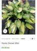 Hosta Dinner Mint