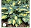Hosta Dream Queen