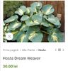 Hosta Dream Weaver