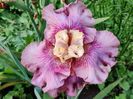 Voulez-vous - iris plat