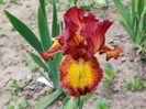 Irisi intermediari - Red hot chili