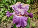 Irisi de frontiera - Zlata laguna