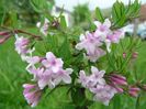 Lonicera_syringantha_70