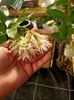 Img.2024.02.24-Orhidee dendrobium