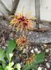 Hamamelis Ruby Glow