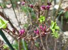 Daphne Mezereum rubra