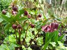 Helleborus "Double Ellen Red"