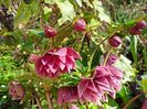 Helleborus "Double Ellen Red"