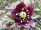 Helleborus "Double Ellen Purple"