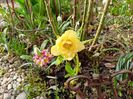 Helleborus "Double Super Yellow"