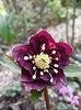 Helleborus "Double Ellen Purple"