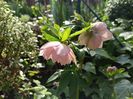 Double Ellen Pink Spotted