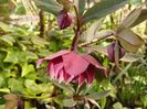 Helleborus "Double Ellen Purple"