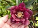 Helleborus "Double Ellen Purple"