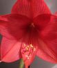 Hippeastrum-amaryllis hybr