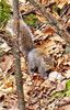 Canadian ecureuil - Veverita canadiana 3