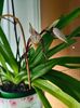 Paph. "Philippinense"
