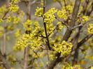 cornus mas