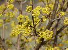 cornus mas