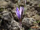 crocus Spring Beauty