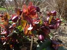 helleborus Star of Passion
