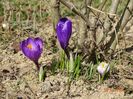 crocus Ruby Giant
