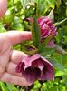 Helleborus "Double Ellen Purple"