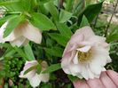 Helleborus Double Ellen Pink