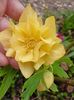 Helleborus "Double Super Yellow"