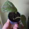 Puiut aparut la fix o luna de la plantare