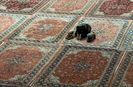Ramadan Kareem رمضان كريم ۩