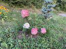 Hortensie Paniculata Vanile Freise-30 lei/buc