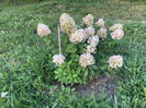 Hydrangea Paniculata Limelight- 30 lei/buc