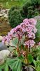 Bergenia