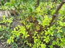 Philadelphus coronarius Aureus
